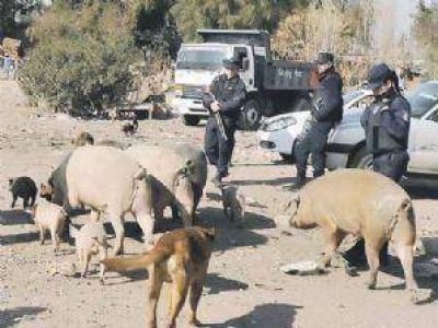 Alerta por varios casos de triquinosis en la provincia