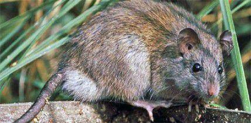 Destacan m�nima poblaci�n de roedores en la Comarca Andina