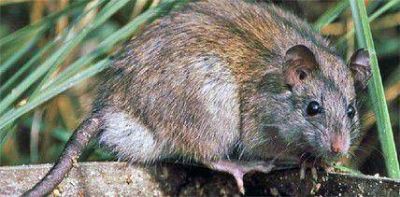 Destacan m�nima poblaci�n de roedores en la Comarca Andina