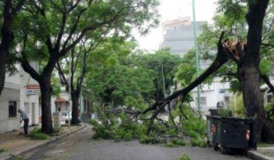 Ciudad: Cayeron 15 �rboles y hubo anegamientos en avenida Libertador
