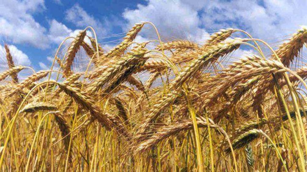 Creci� un 65% la superficie cultivada con trigo en Entre R�os  
