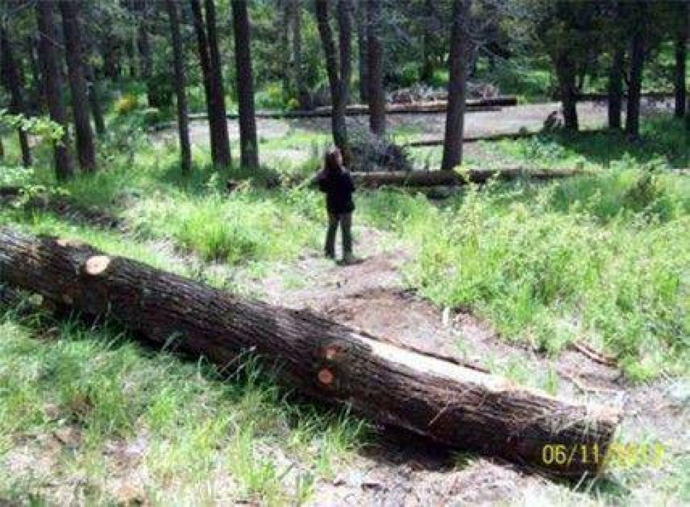Intentan detener tala de �rboles en el barrio Monte Lindo