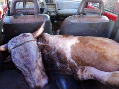 Presos por robar un toro en un Fiat 147 