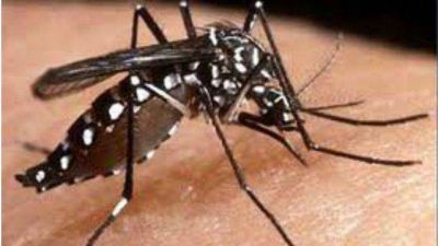 Uruguay, en alerta por el dengue