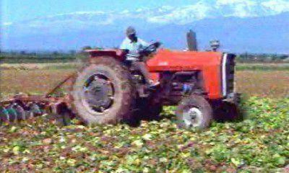 El Gobierno critic� a los productores que destruyeron lechuga