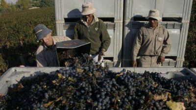 Crisis vitivin�cola: productores sin chances de producir uvas
