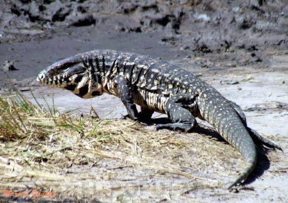 Preocupaci�n de vecinos por la presencia de un lagarto overo
