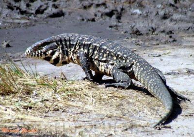 Preocupaci�n de vecinos por la presencia de un lagarto overo