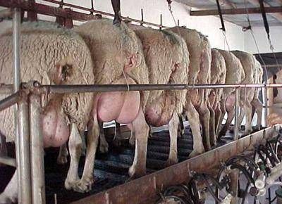 Para mejorar la calidad de la leche ovina la alternativa son las levaduras