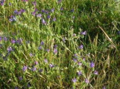 Seminario sobre fauna y turismo rural en Facultad de Agronom�a