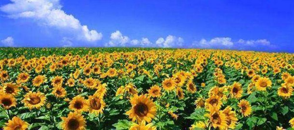 Una de las peores campa�as de girasol