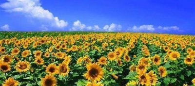 Una de las peores campa�as de girasol