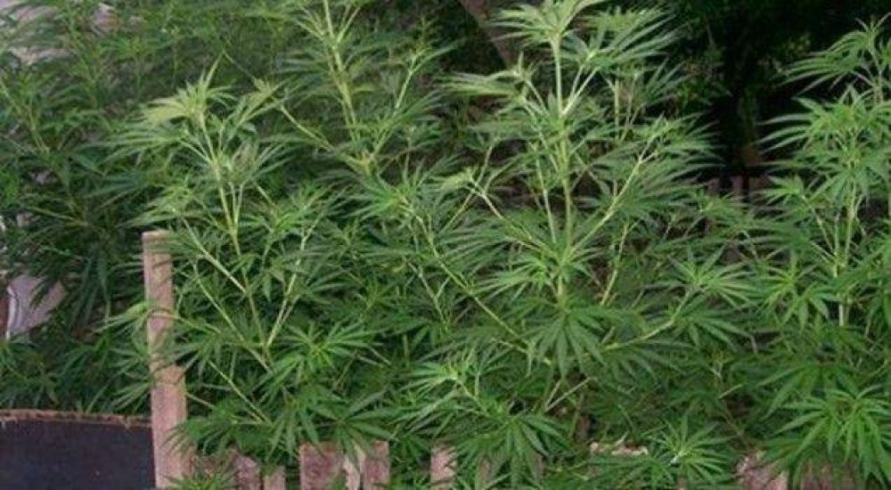 San Martin: Hallaron m�s de 9 kilos de marihuana en una vivienda