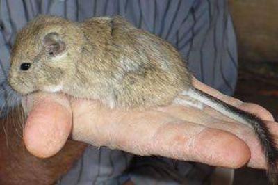 CHUBUT TIENE UNA NUEVA ESPECIE DE ROEDOR EL T. KIRCHNERORUM