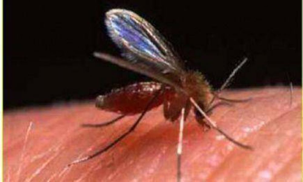 Confirman caso de leishmaniasis visceral en Posadas