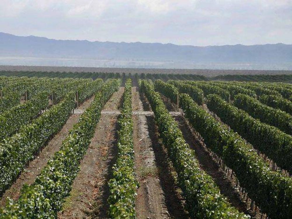 El Iscamen prohibi� el ingreso de uva en fresco al oasis sur de la provincia