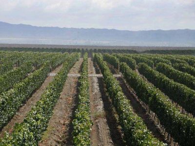 El Iscamen prohibi� el ingreso de uva en fresco al oasis sur de la provincia