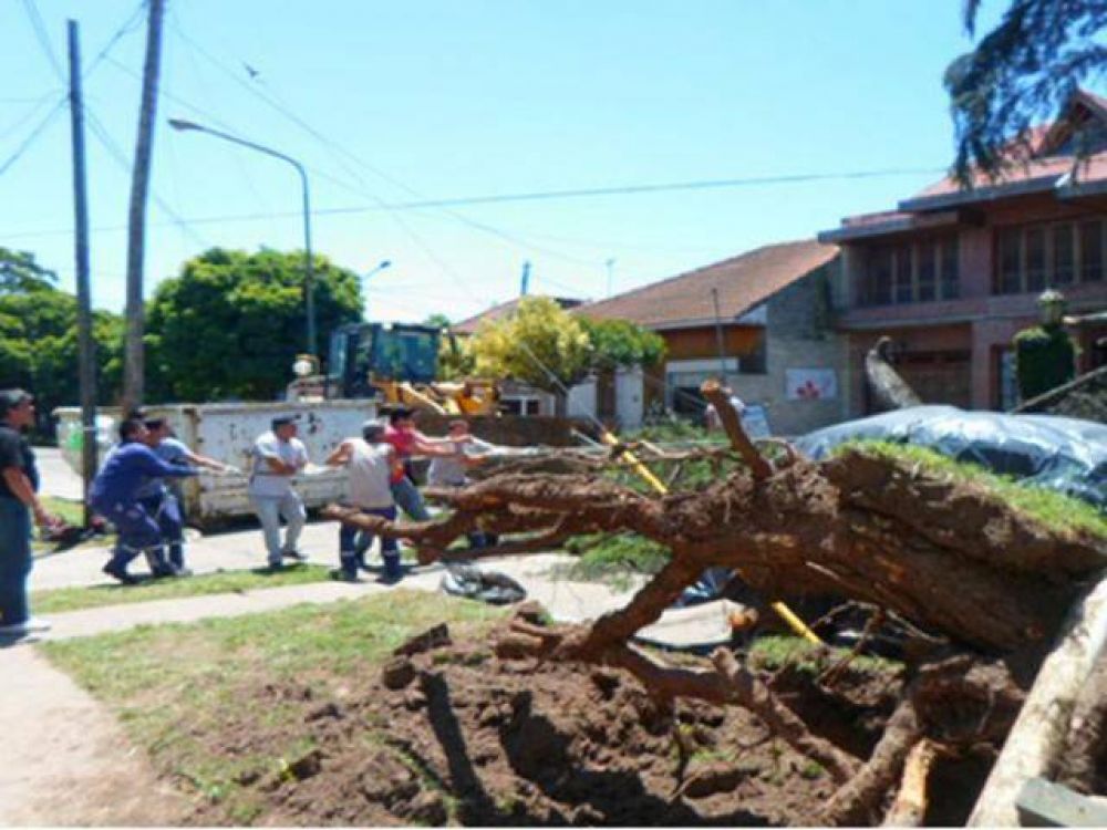 Cay� un pino de 60 metros por el temporal