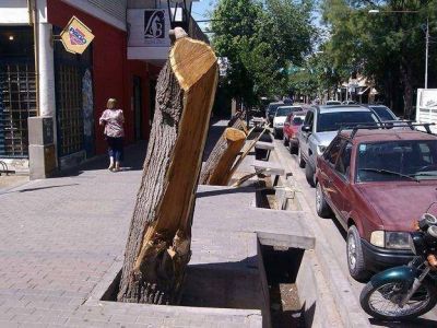 Una tala de �rboles trajo pol�mica entre vecinos de San Mart�n