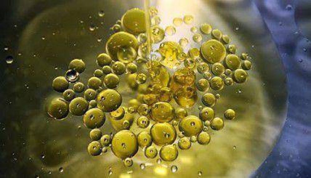 Municipio reciclar� aceite para generar biodiesel y ahorrar en combustibles