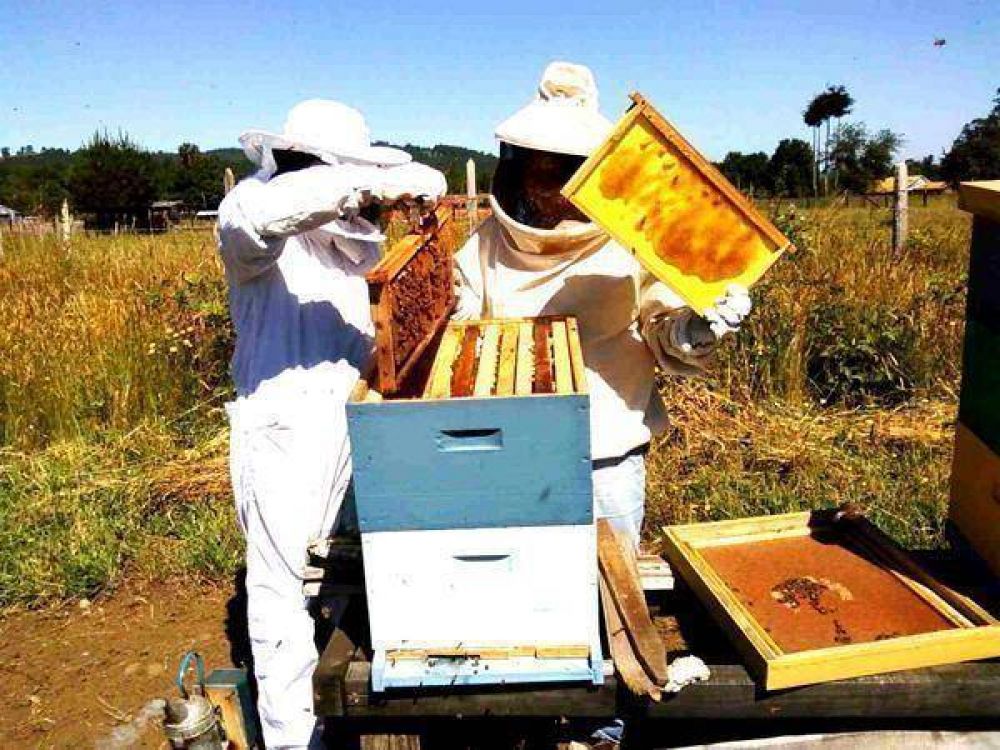 Entregar�n subsidios a productores ap�colas locales