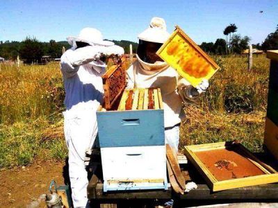 Entregar�n subsidios a productores ap�colas locales