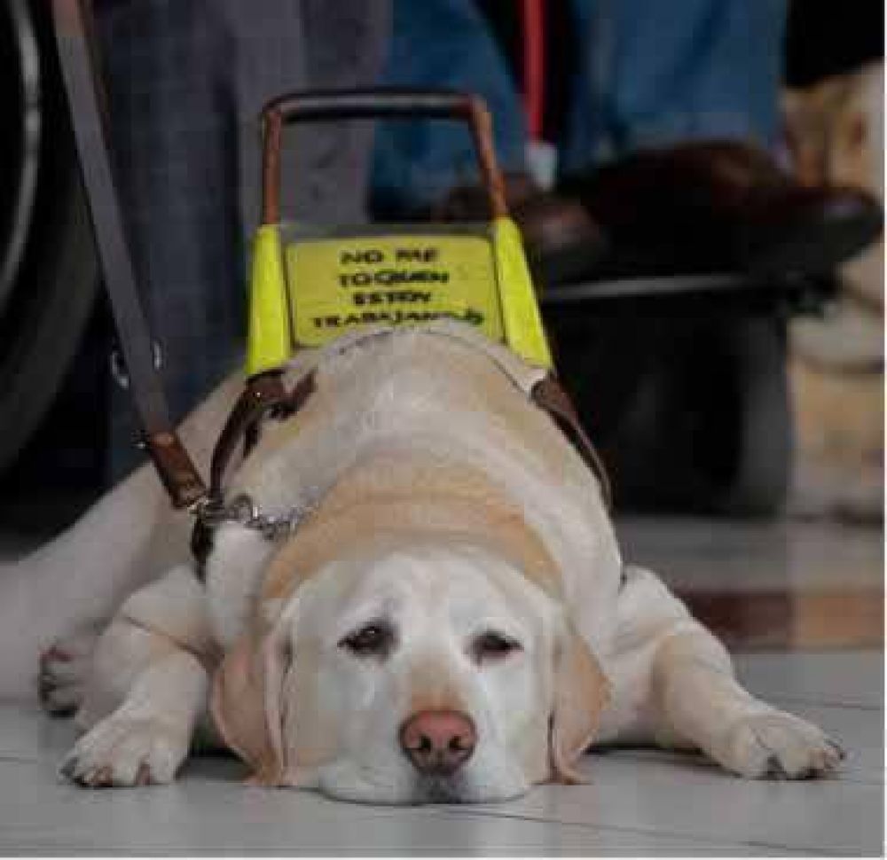 Perros gu�as podr�n permanecer en lugares p�blicos acompa�ando a personas con discapacidad