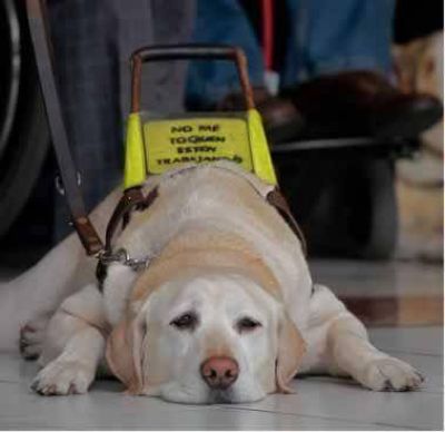 Perros gu�as podr�n permanecer en lugares p�blicos acompa�ando a personas con discapacidad