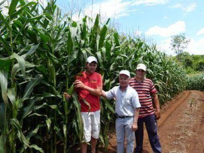 Crece el cultivo de ma�z en Misiones