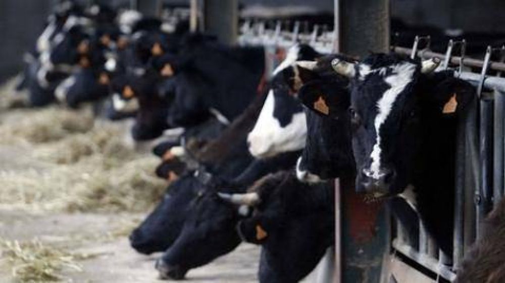 100 implicados en uso ilegal de hormona para incrementar produccin de leche en Espaa