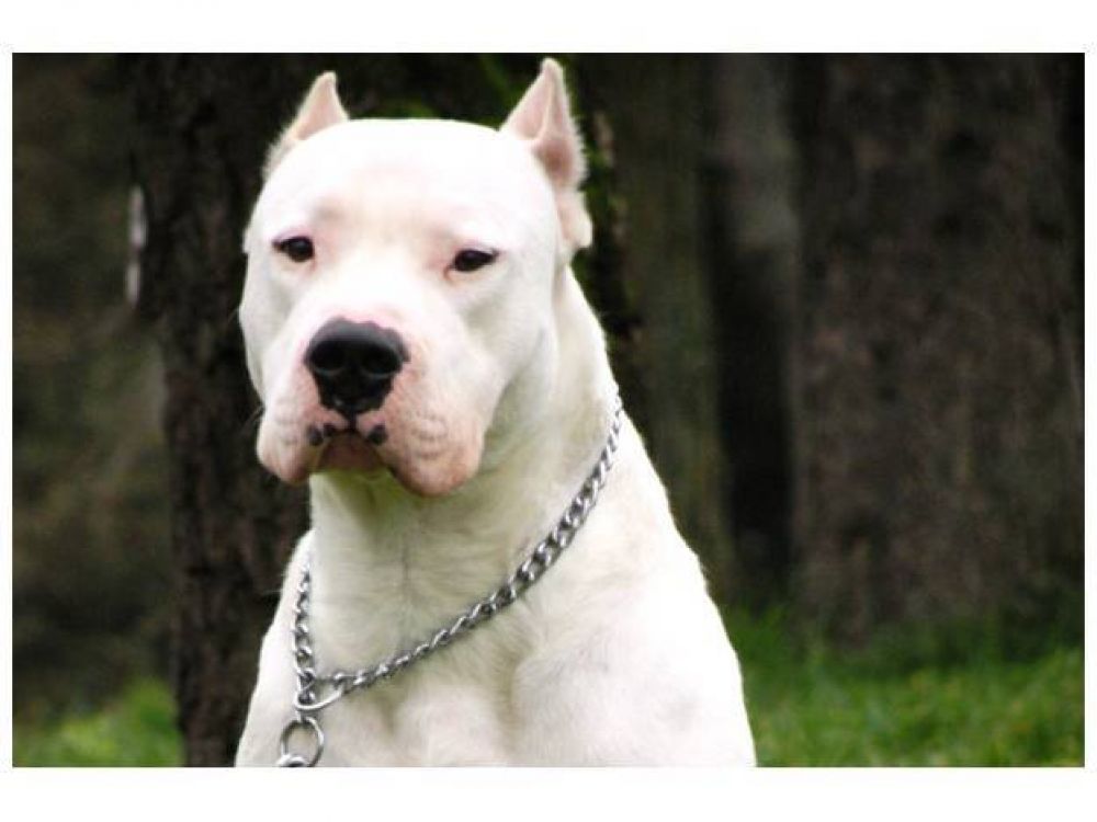 Alassia: 300 chicos fueron atendidos por mordeduras de perro