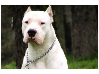 Alassia: 300 chicos fueron atendidos por mordeduras de perro