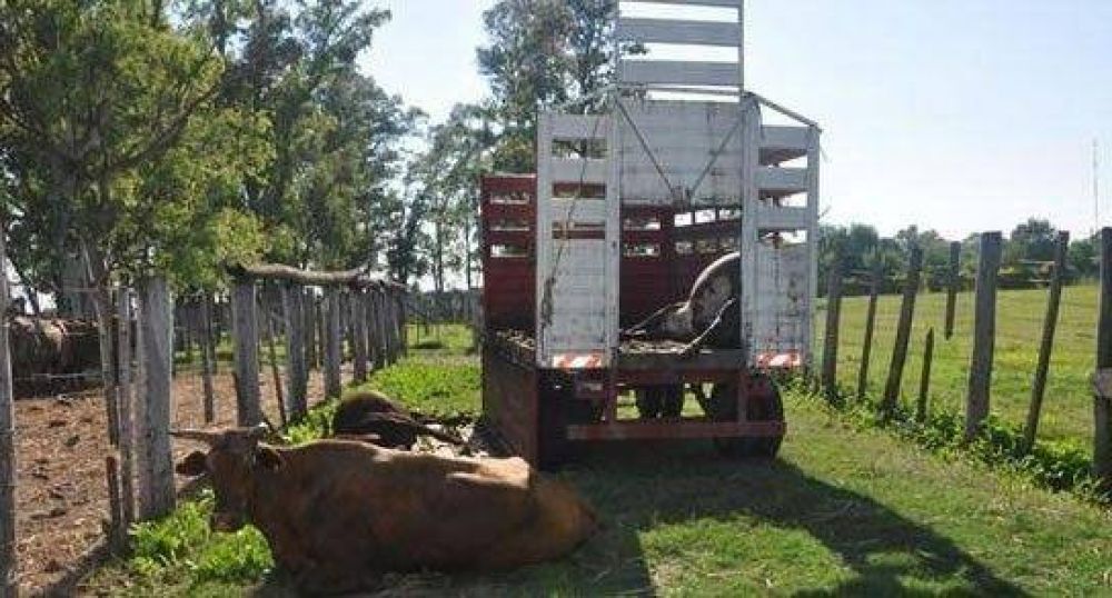 Ganaderos se autoconvocan ante el robo de ganado