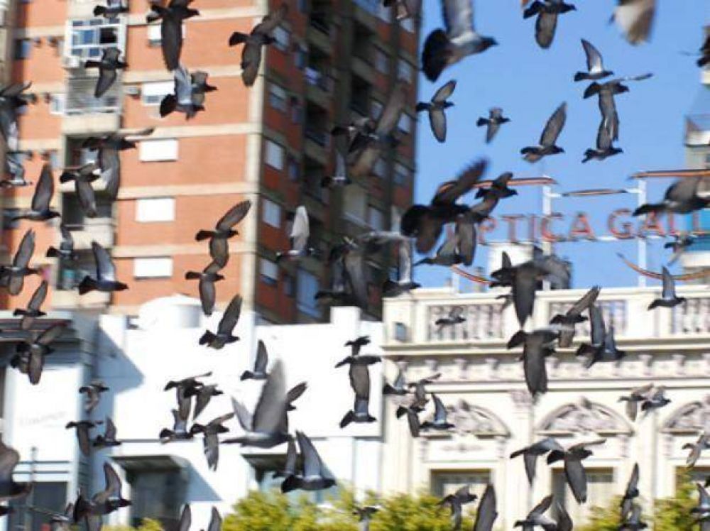 "La cantidad de palomas creci� significativamente, estamos ante una plaga�