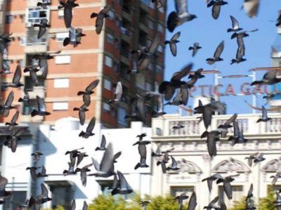 "La cantidad de palomas creci� significativamente, estamos ante una plaga�