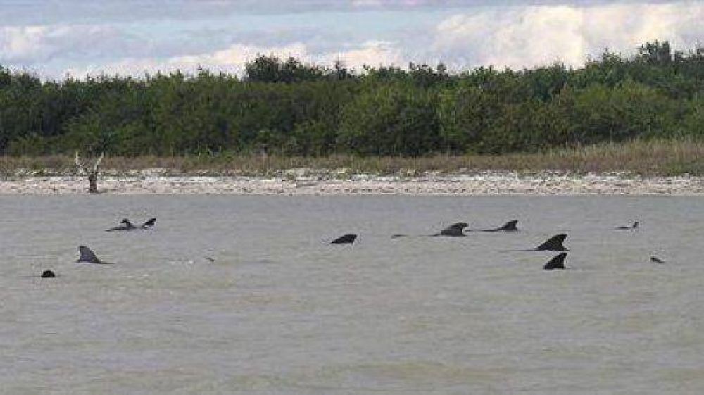 Al menos 10 ballenas mueren varadas y otras 40 est�n en peligro
