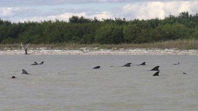 Al menos 10 ballenas mueren varadas y otras 40 est�n en peligro