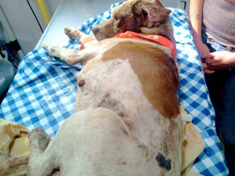 Se realizar� la marcha contra el maltrato animal
