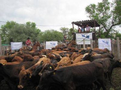 Cerr� el exitoso ciclo de remates ganaderos con financiamiento del estado provincial