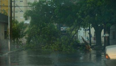 El viento provoc� destrozos en la Capital