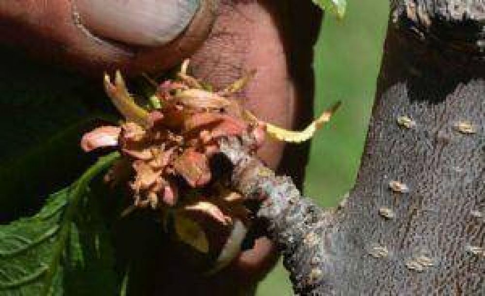 Por la pobre cosecha, el precio de la cereza subi� 80%