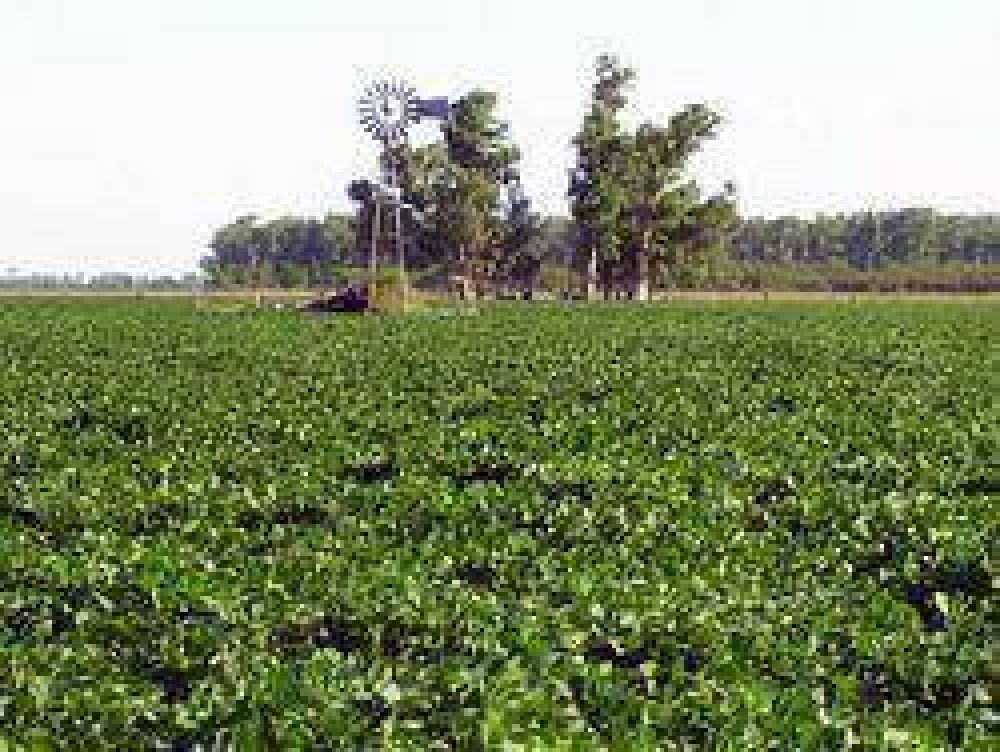 Impacto del aumento inmobiliario rural en santa fe