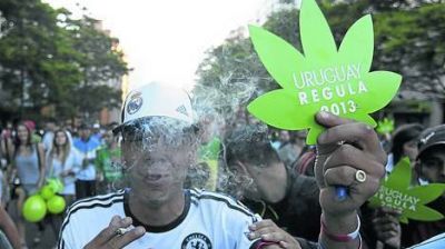 Dudas de jueces y m�dicos tras la legalizaci�n de la marihuana en Uruguay
