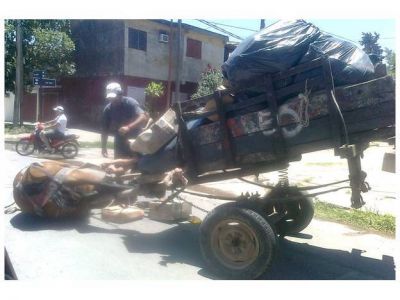 Un caballo permaneci� desvanecido en la v�a p�blica durante horas