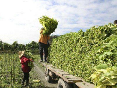 La lluvia le devolvi� las esperanzas a tabacaleros
