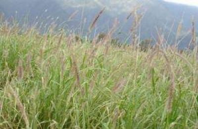 Promueven inversiones para productores ganaderos