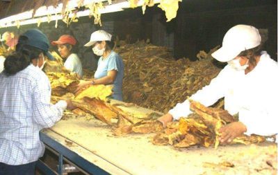 Tabacaleros defienden el precio y su futuro