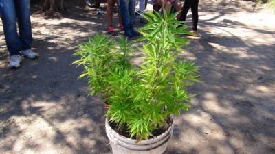Secuestran dos motos y plantines de marihuana
