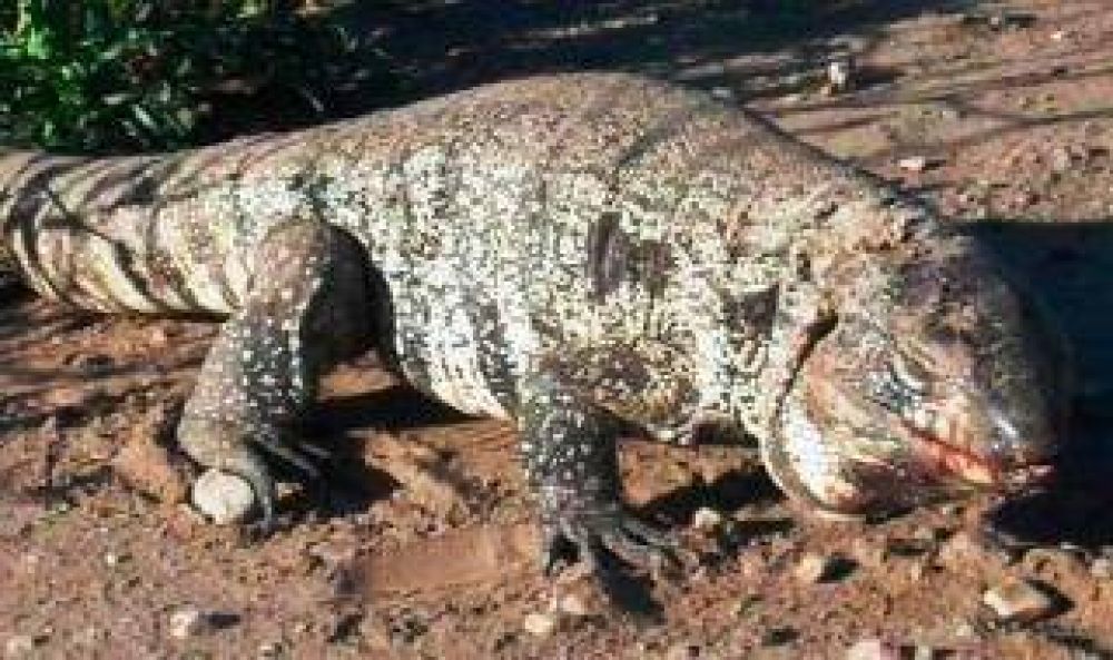 Coronel Su�rez: Encontraron un lagarto gigante