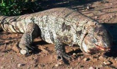 Coronel Su�rez: Encontraron un lagarto gigante